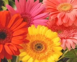 Gerber Daisies